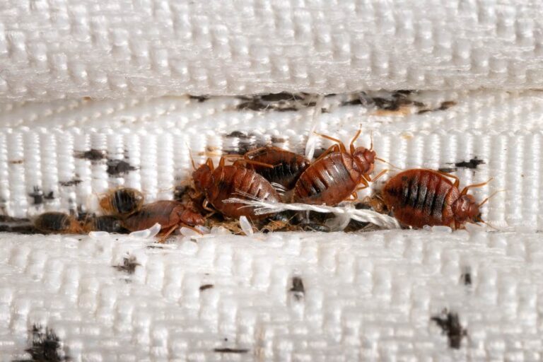 The Hidden Dangers of Bed Bugs in Your Home